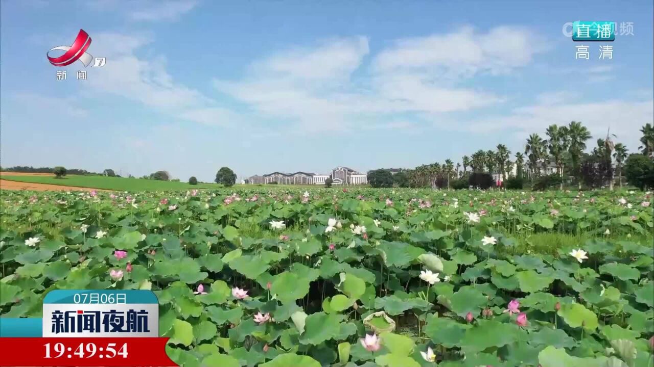 高安:缤纷夏日 旅游市场升温