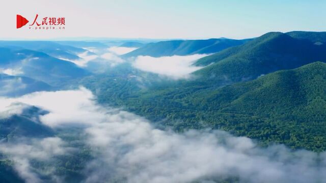 入眼皆风景!一起来看云雾缭绕下的阿尔山