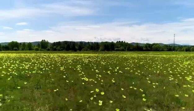 大兴安岭消夏避暑季,一份中国最北的清凉厚礼