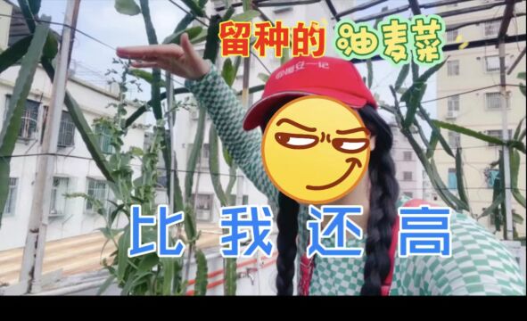 【图安一记】天台菜园留种的油麦菜长得比我还高