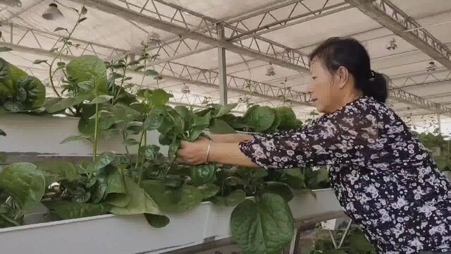 重庆第一个水上植物“梦工厂”涪陵区国家现代农业产业园科技创新园