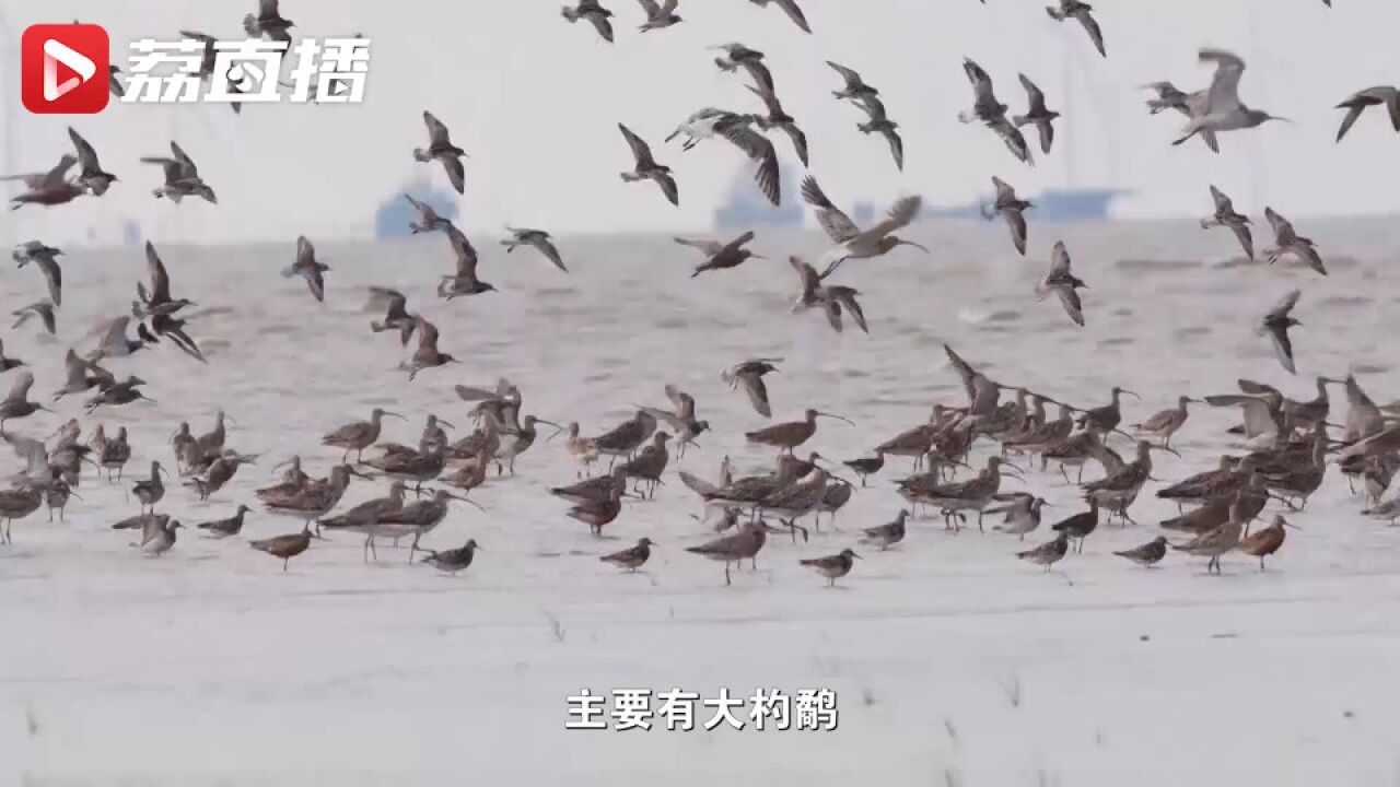 壮观!在如东滨海湿地沉浸式欣赏上万只水鸟干饭大场面