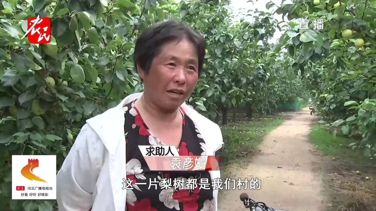 邢台巨鹿:40万斤皇冠梨成熟,着急售卖却没销路!老乡焦急万分