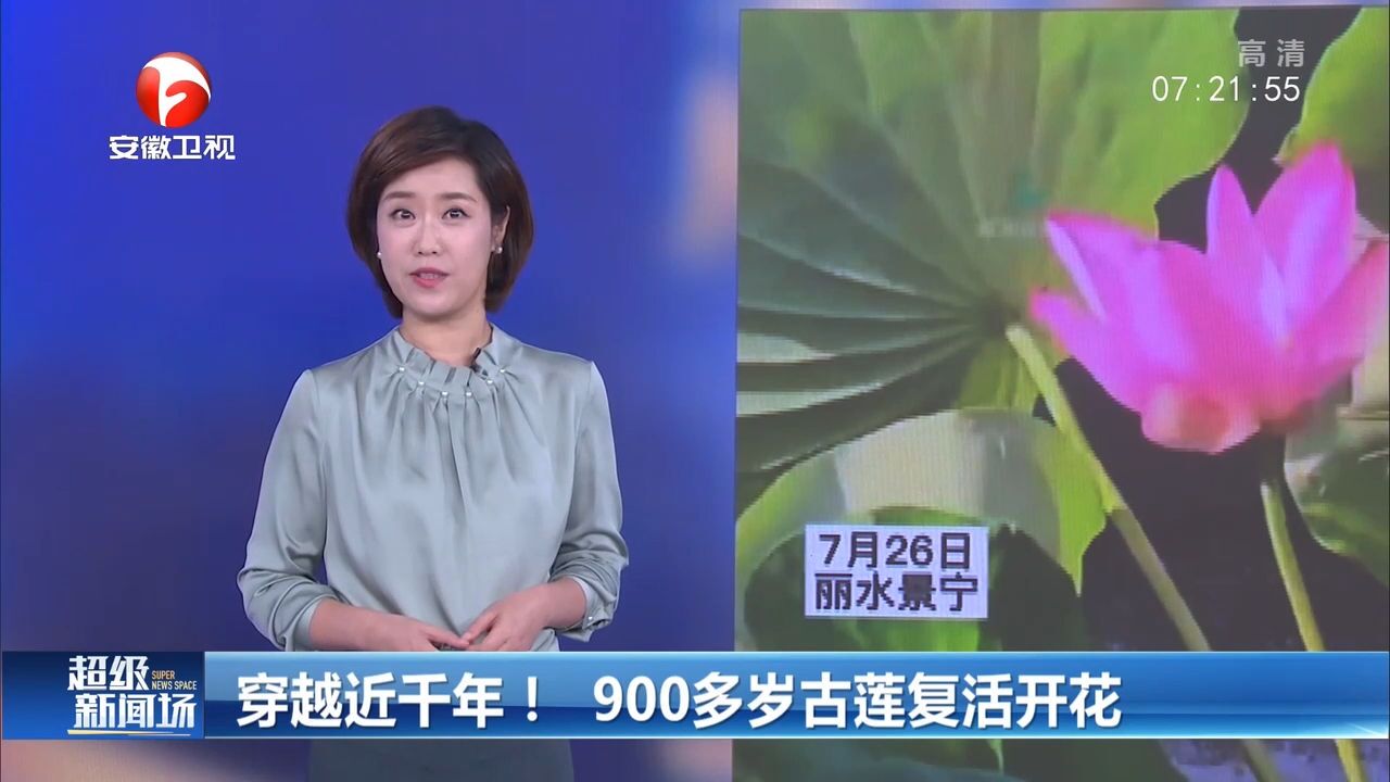 穿越近千年!900多岁古莲复活开花,太惊艳了!