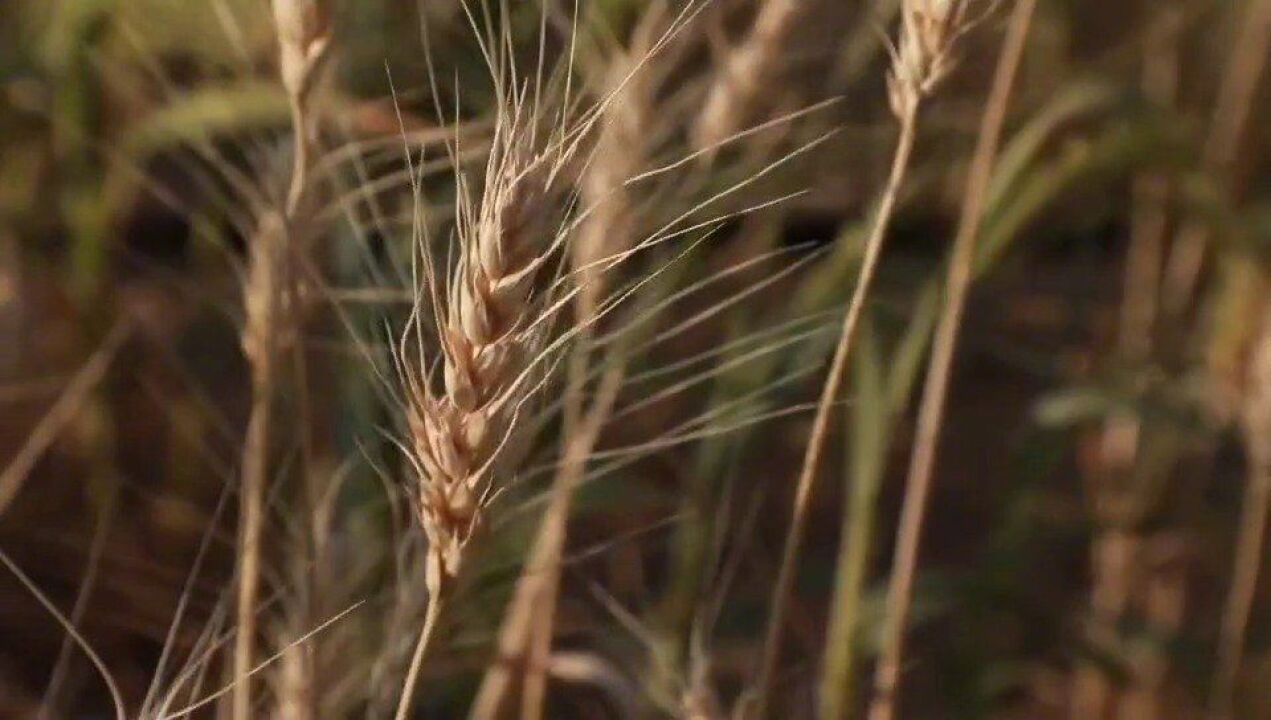 夏收夏种 自7月24日开始,新疆塔城地区托里县开始了小麦收割,在阿克别里斗乡航勒村广袤的田野上,一片繁忙景象