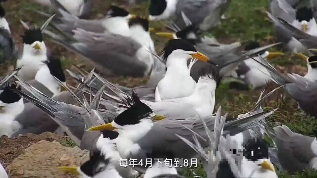 浙江定海五峙山列岛海鸟保护论坛举行