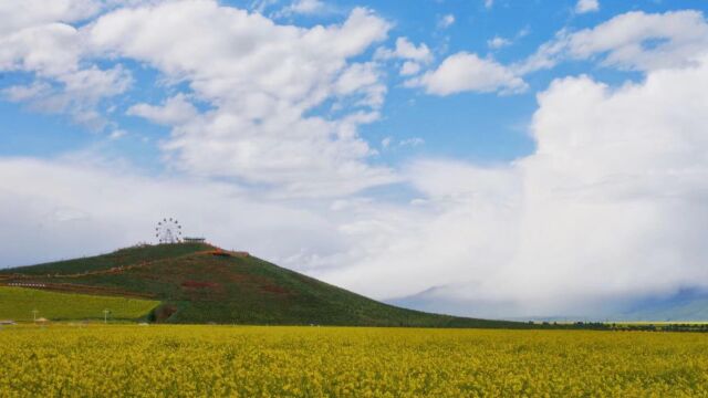 网红旅游景点门源百里油菜花