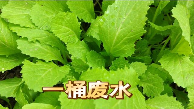 要想芥菜长势好有高招,自制“一桶废水”,不花钱还没病害