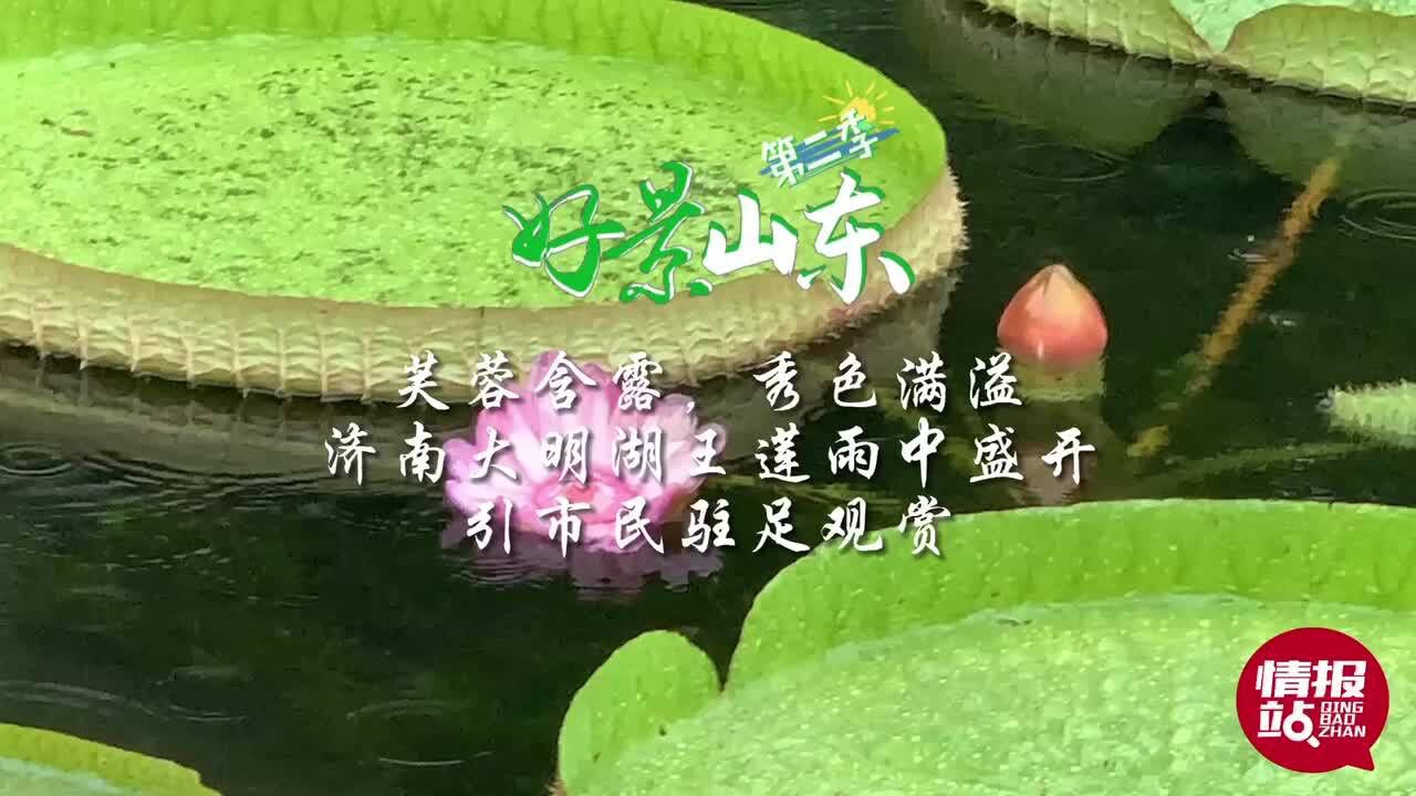 视频|芙蓉含露秀色满溢!济南大明湖王莲雨中盛开