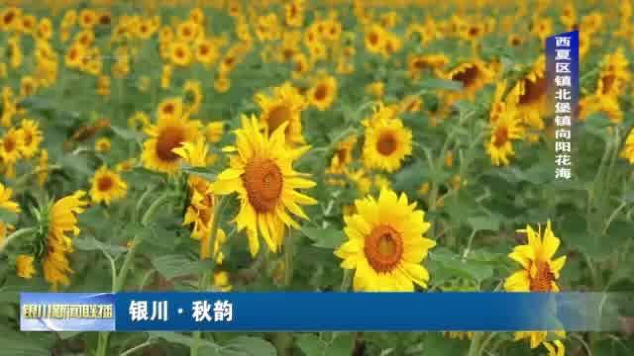 银川ⷧ狩Ÿ𕠨西夏区镇北堡镇向阳花海)