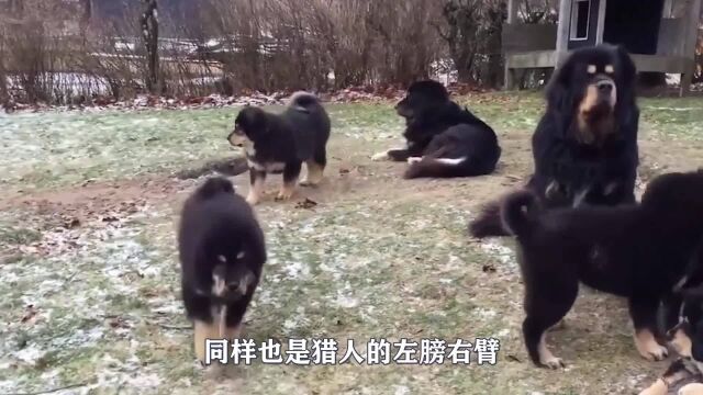 中国藏獒大战美国比特犬,一招就将其致命,结果意想不到