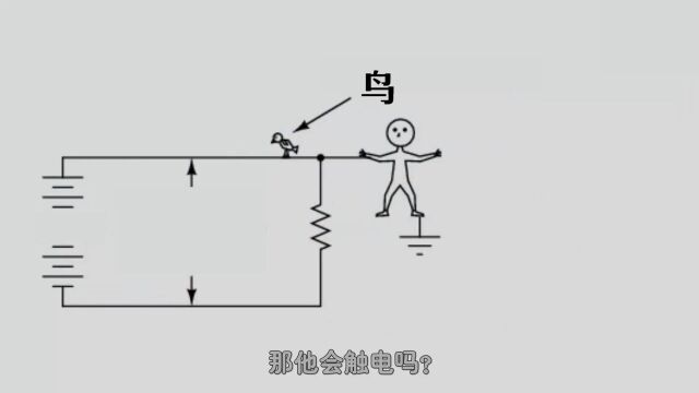 高压电非常危险,为什么“鸟类”踩线不怕被电?人类接触反而不行