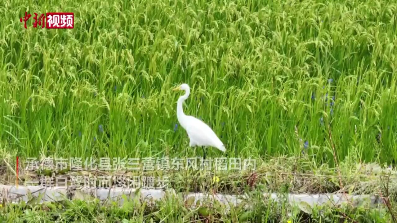 河北隆化:十里稻花香白鹭舞蹁跹