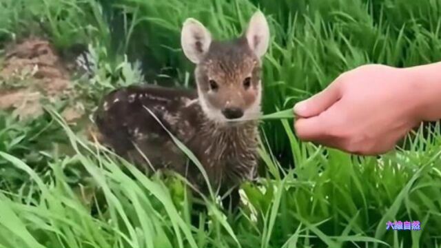 广西一只黄猄幼崽落单不怕人,可差点被当成小鹿,被人带回去饲养