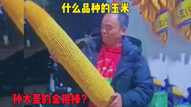 什么品种的玉米,估计农民伯伯都没见过吧?