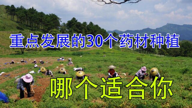 2023年重点发展这30个药材品种,亩产值600014万,哪个更适合你