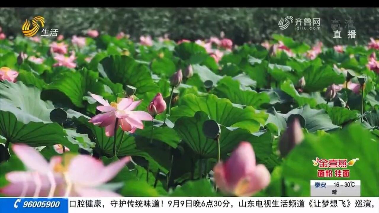 出水芙蓉!莱州荷花花开正艳,风姿绰约娇嫩欲滴,美景入画来