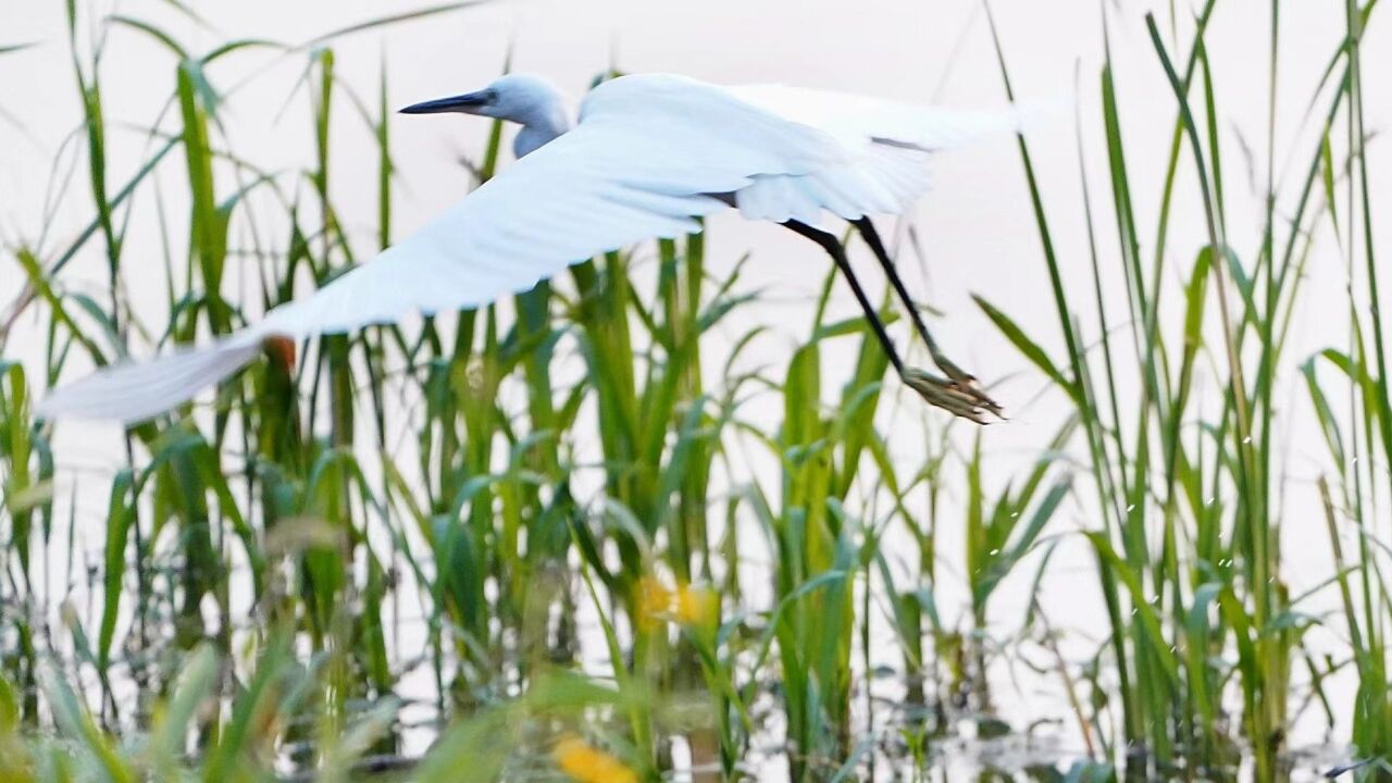 暑热去、天转凉,今日迎来白露节气