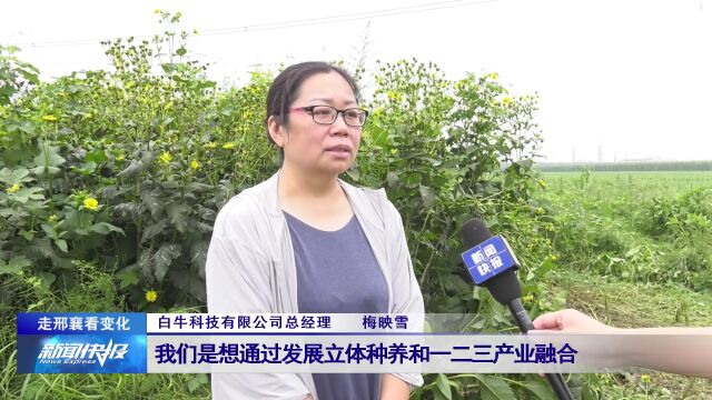 【走邢襄看变化】晏家屯镇:优化农业种植结构 加快乡村振兴步伐