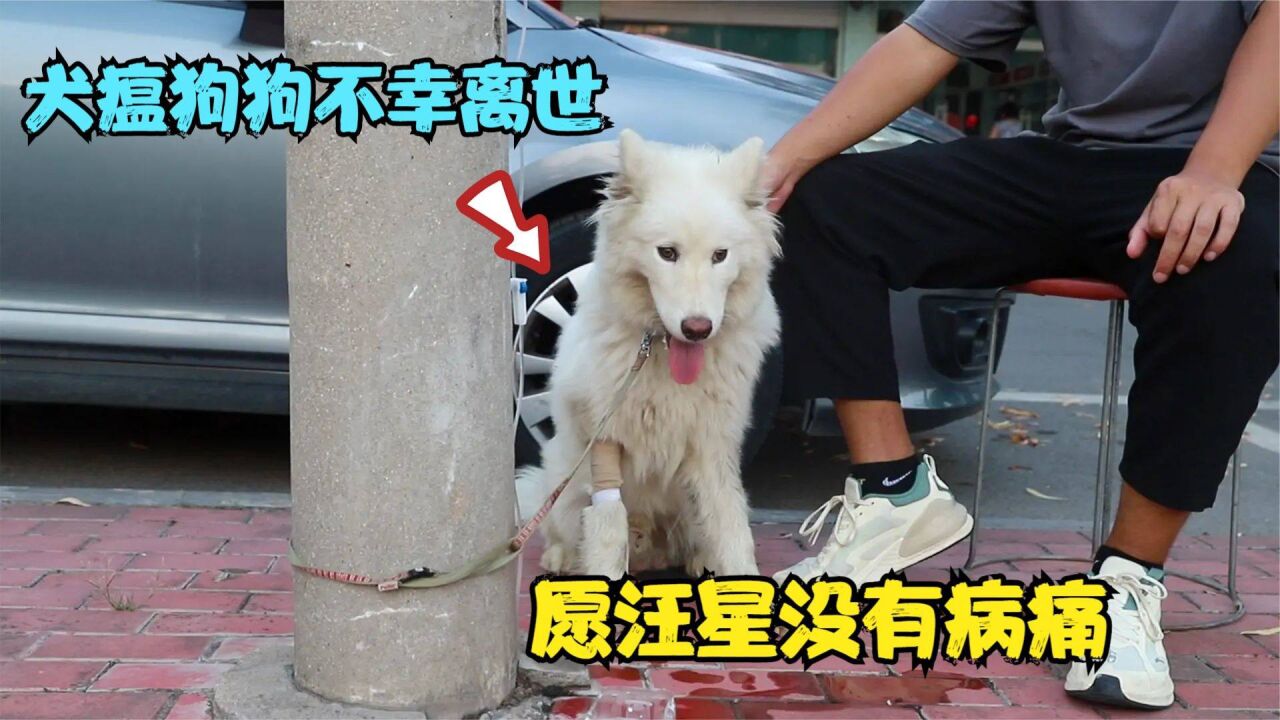 治疗了23天的犬瘟狗狗不幸离世,让人悲伤欲绝,愿汪星没有病痛