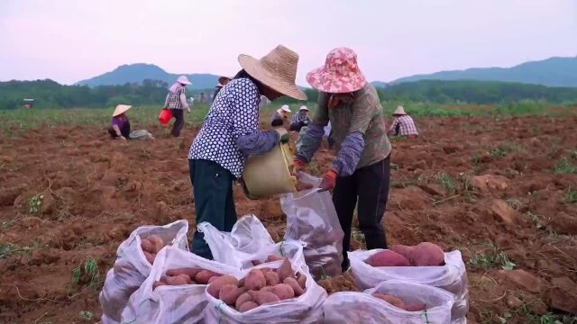 贺州钟山:整治非粮化 土地不撂荒