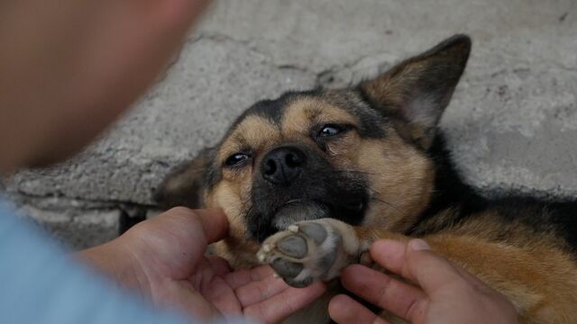 养犬兄妹利用流浪狗骗取流量?两年多过去了,谣言不攻自破