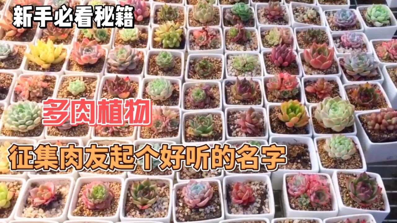 小帅分享杂交多肉,求万能的肉友给起个名字,一旦征用必有奖励