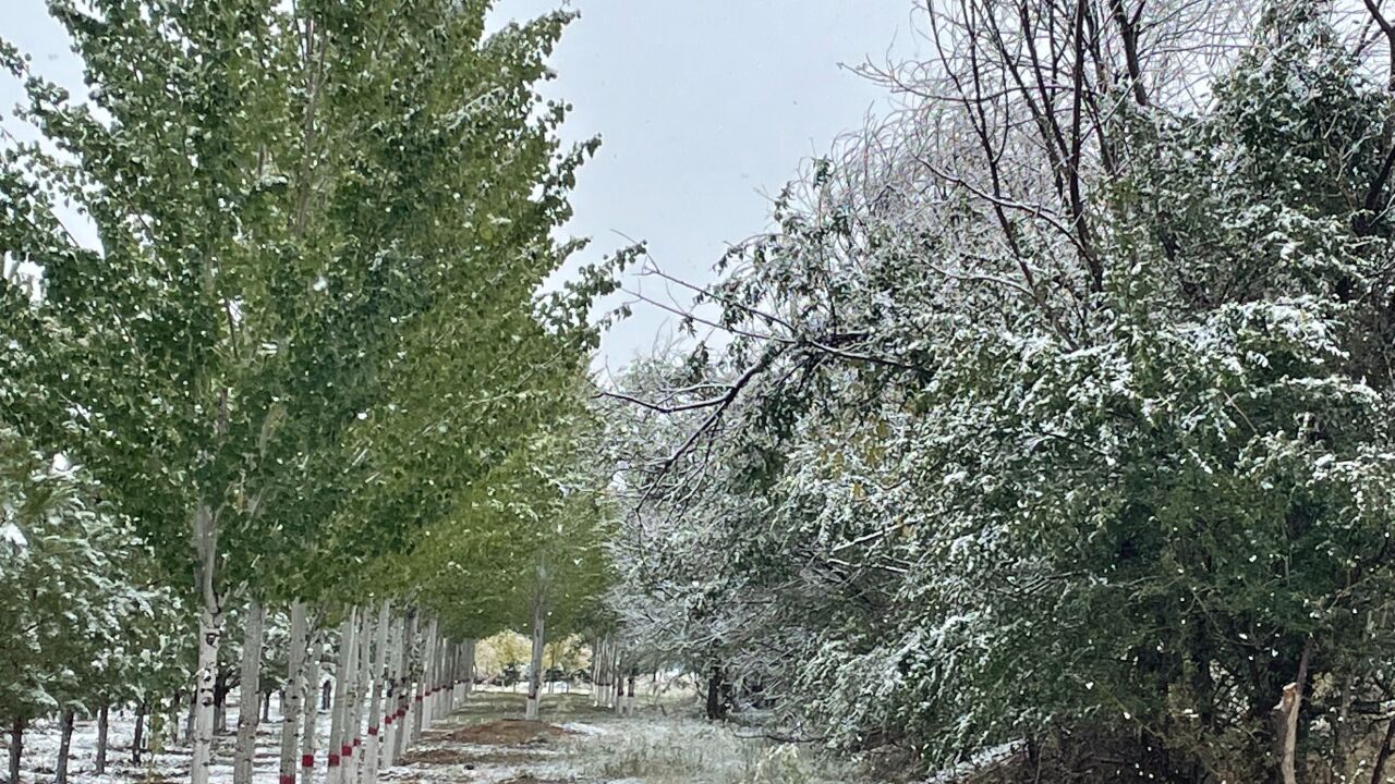 内蒙古锡林郭勒迎入秋后第一场雪,最低气温降至5℃