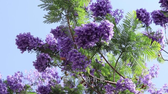 蓝花楹作词:张松 作曲:邢炜 演唱:江虹娇爱如昙花推荐