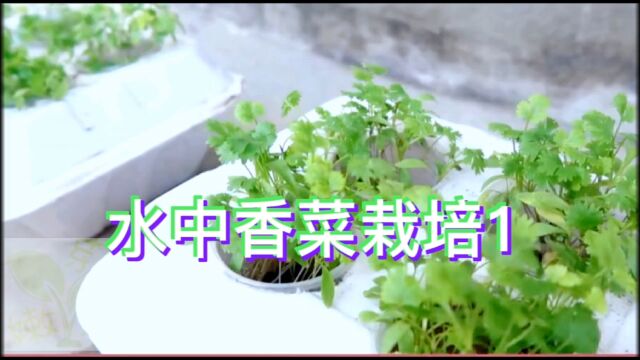 水中香菜栽培系列1