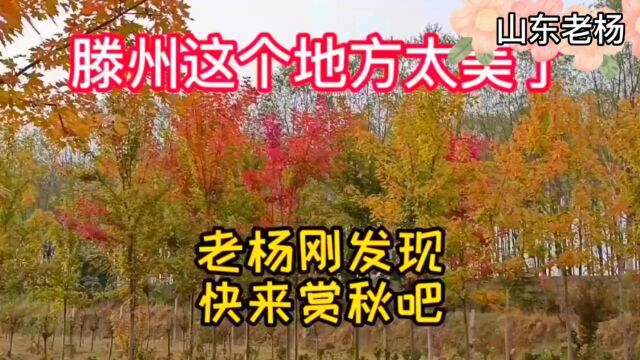 滕州上善公园,风景这边独好,五彩斑斓,美极了