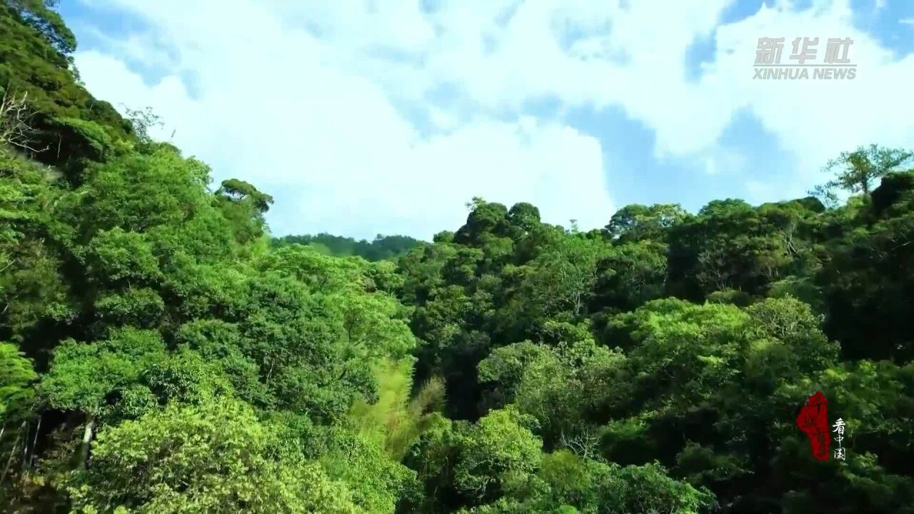 千城百县看中国|福建永安:物种基因的宝库——天宝岩