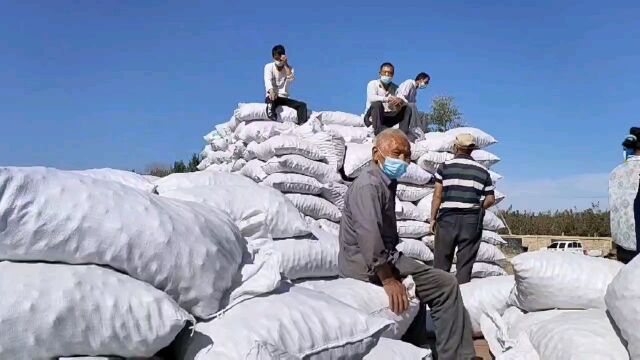 新疆建设兵团的棉花核桃