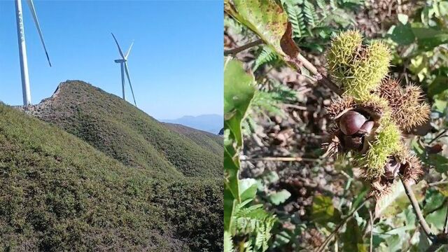 男子荒山偶遇大片野生板栗,仔细一看乐翻了:承包整个秋天的快乐