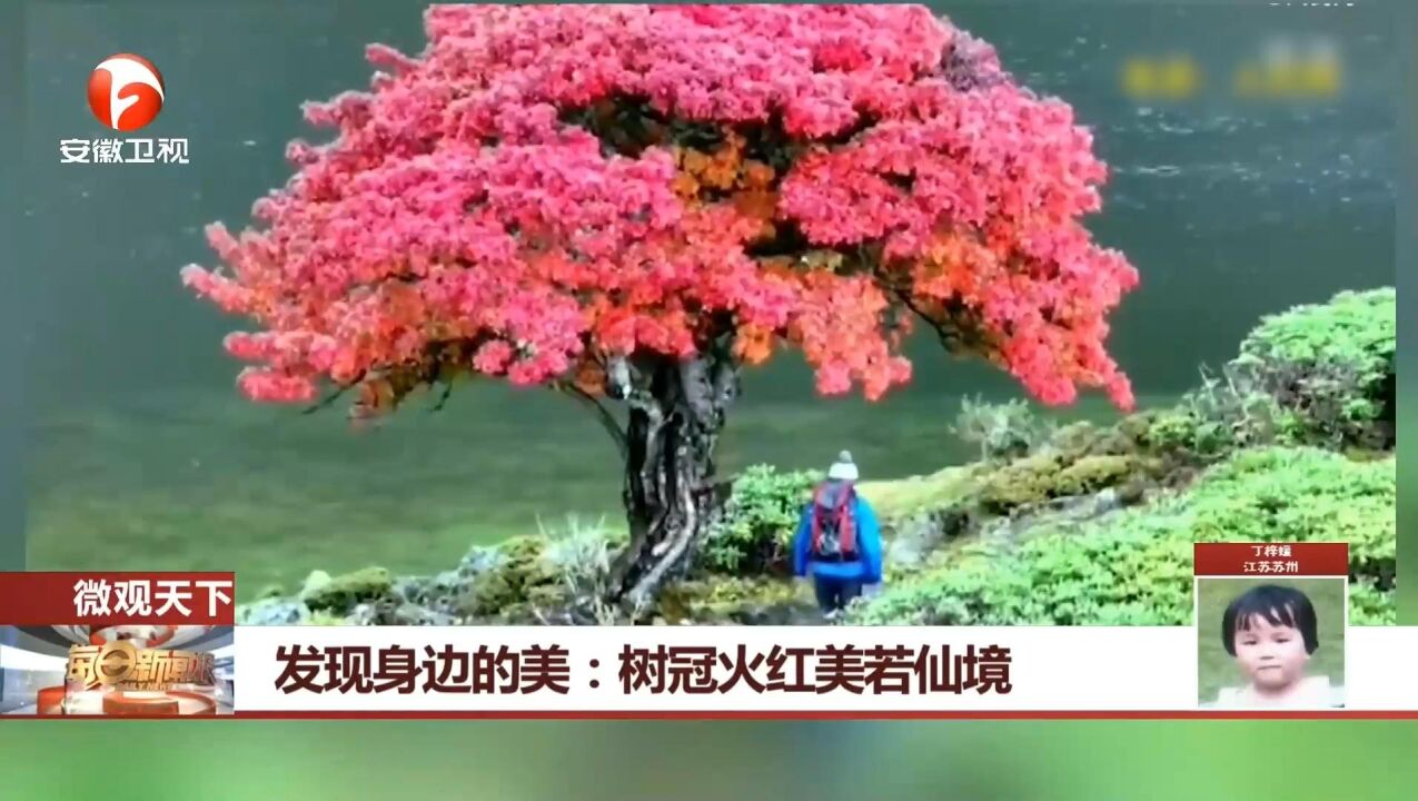 云南香格里拉:树冠火红,真是美若仙境!