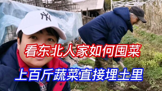 看东北人家如何囤菜,上百斤蔬菜直接埋土里