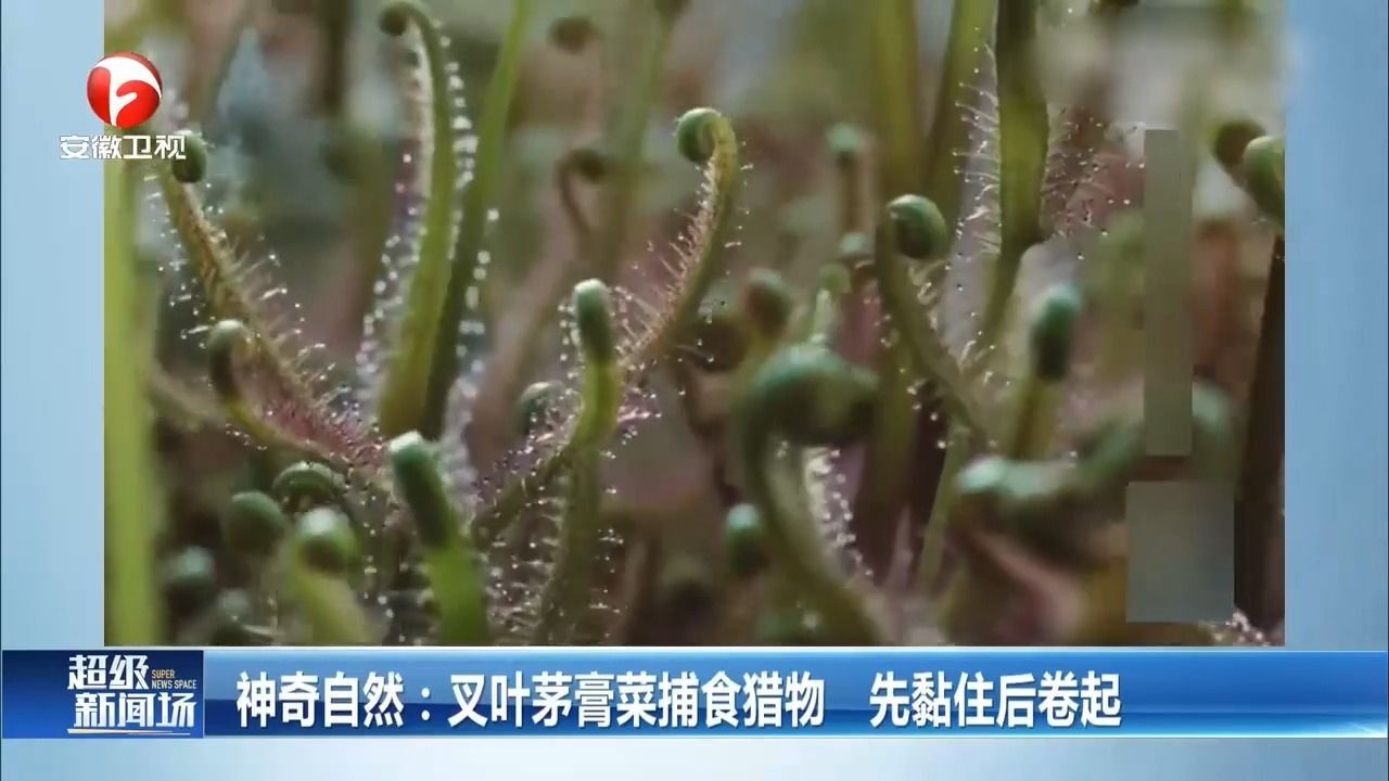 神奇自然:叉叶茅膏菜捕食猎物,先黏住后卷起