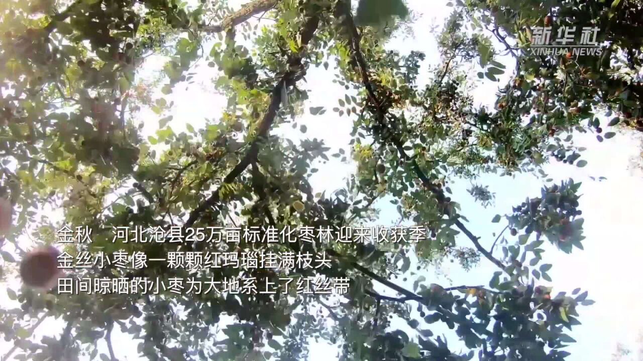 千城胜景|河北沧县:红玛瑙扮靓秋收图