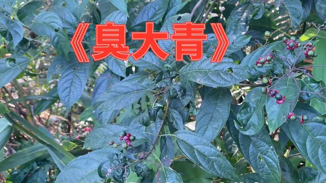 中草药“大青”,农村路边随处可见,好多人却不认识