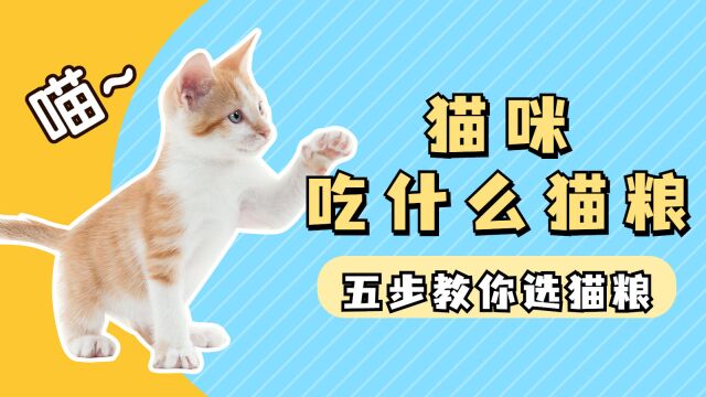 猫咪吃什么猫粮,5步教你选猫粮?