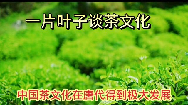 一片叶子谈谈茶文化