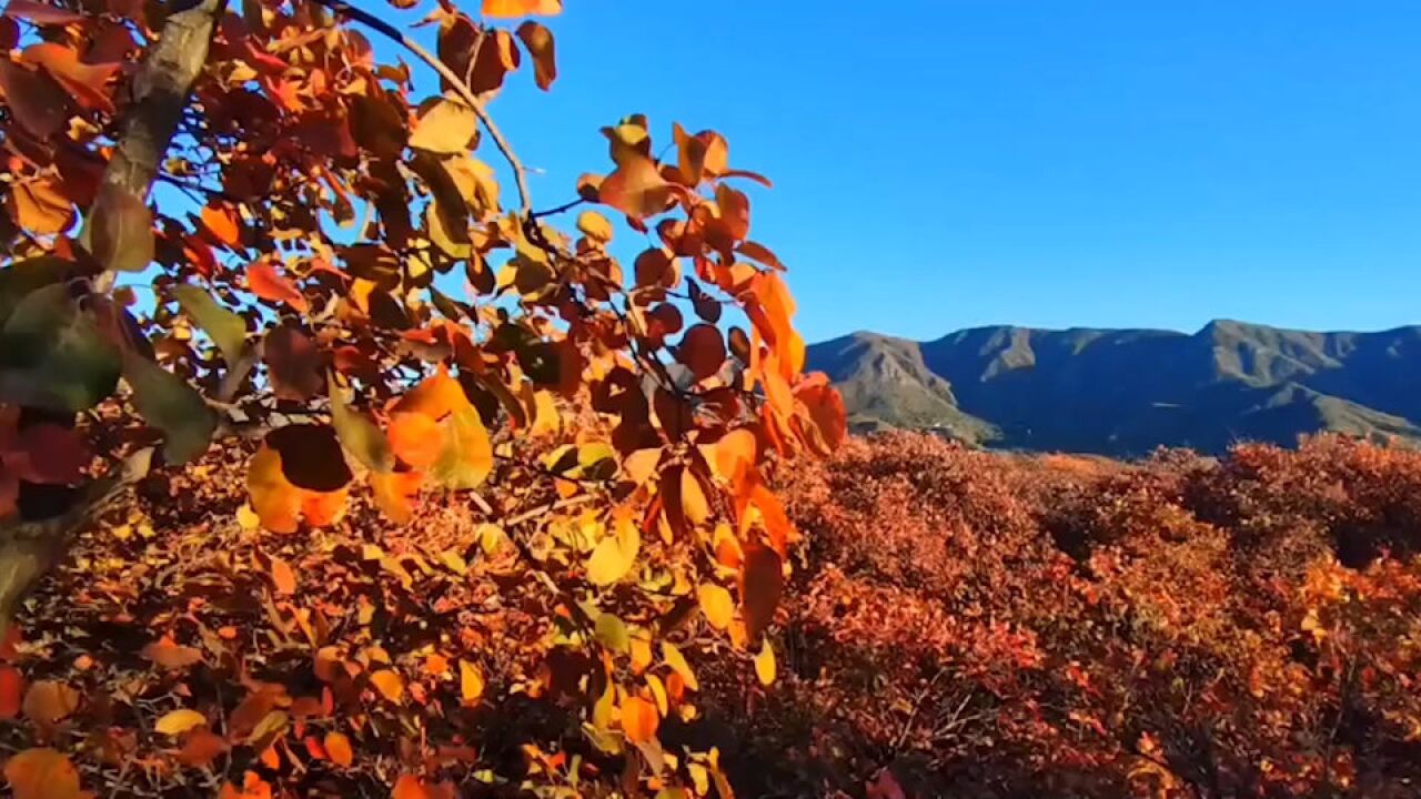 赏秋正当时!北京门头沟秋叶红满山:层林尽染风景如画