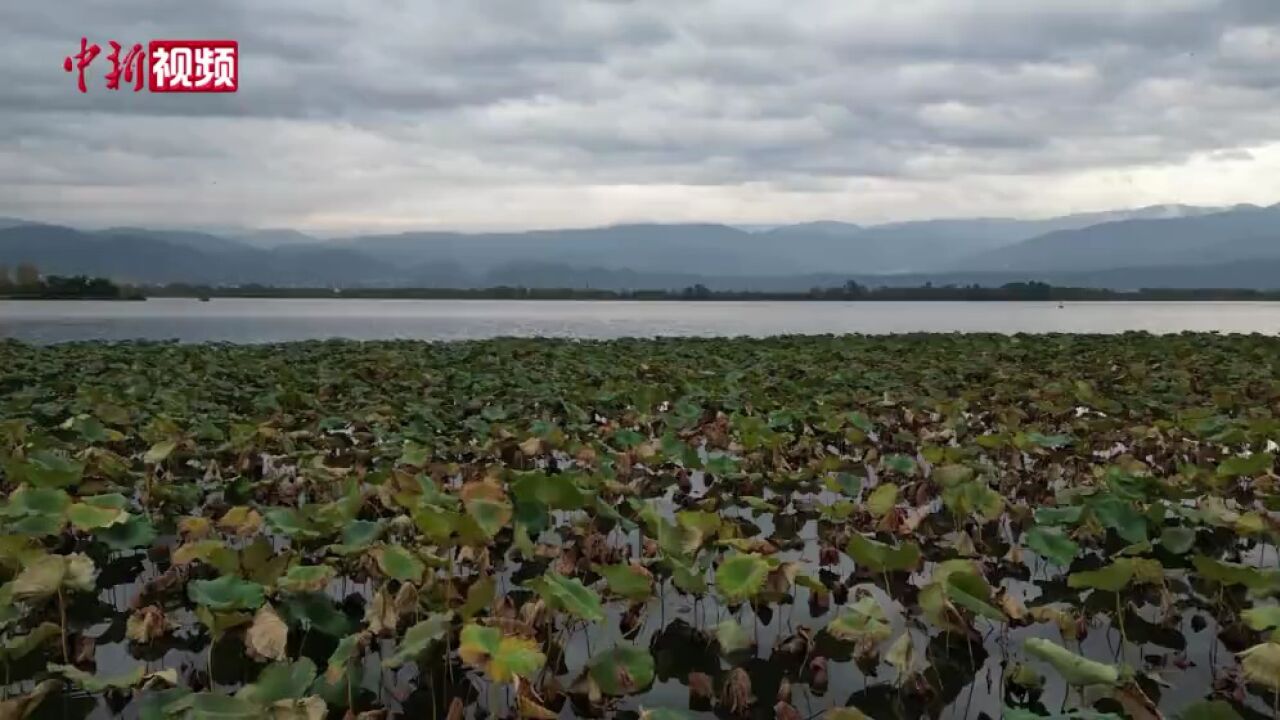 四川西昌:荇菜花开邛海畔