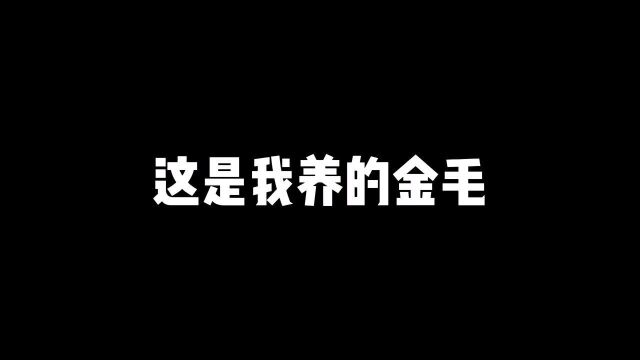 金毛你是我主人,我是你主人#二哈二哈 #憨狗