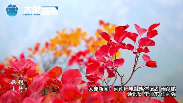 安阳林州:秋染太行 漫山红叶迎客来