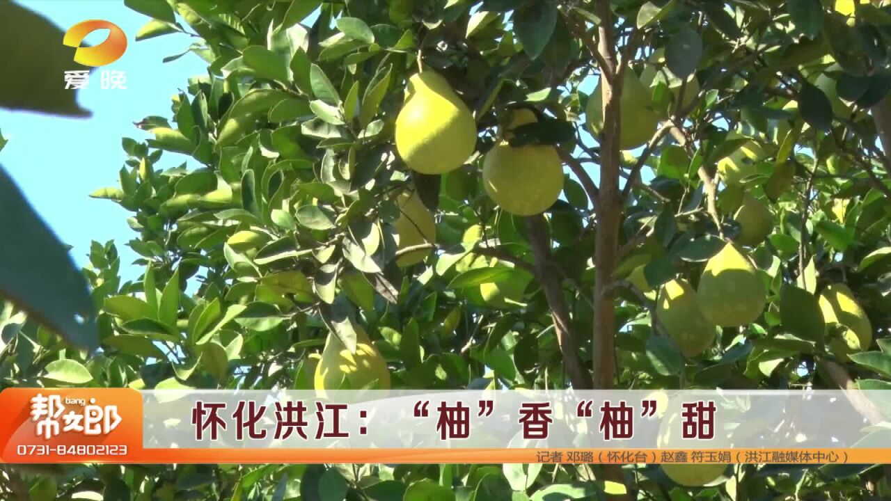 (帮女郎好推荐)怀化洪江市:“柚”香“柚”甜丰收季