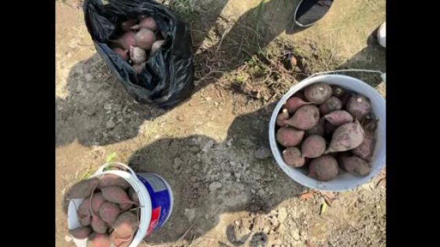 霜降登山 杭州市滨江区长河幼儿园