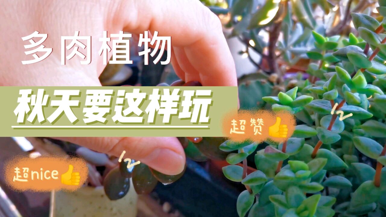 多肉植物秋天要这样玩