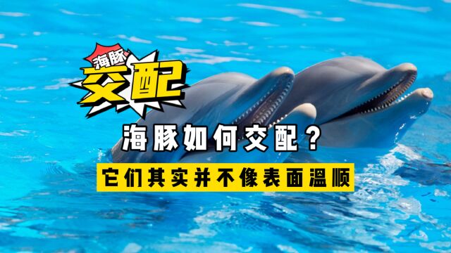 海豚如何交配?科学家:它们并不像表面那么温顺,本身极具侵略性