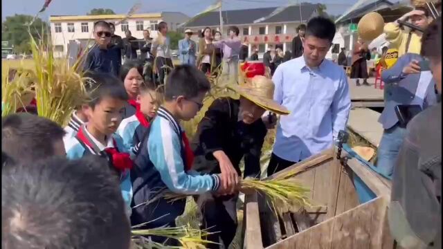 实验小学割稻子